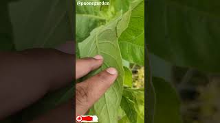 The Secrets of Nicotiana Tabacum The Tobacco Plant Explained paonegarden [upl. by Ennyl329]