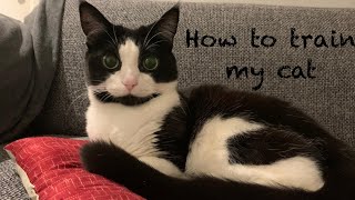 How to train my demanding cat 🐈‍⬛ dogcat [upl. by Honorine]