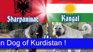 Kangal vs Sarplaninac Dog Fight [upl. by Piero643]