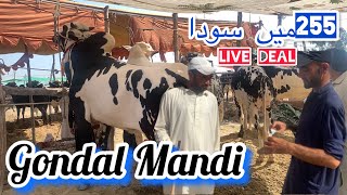 255 mae soda gondal mandi May 13 2024 latest update ll part 2 ll jamil tv ll [upl. by Talich]