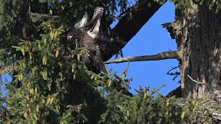 AMAZING BALD EAGLE flapping its wings for the first time [upl. by Mcfadden329]