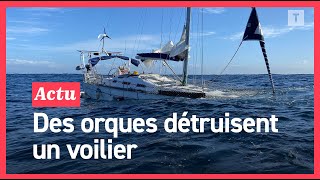 🔴 EXCLUSIF  Leur bateau coule après une attaque d’orques au large du Portugal [upl. by Manas926]