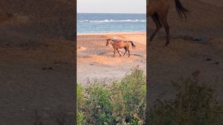 horse graze roomview novotelhotel marsaalam redsea egypt holiday sept2024 [upl. by Harol]