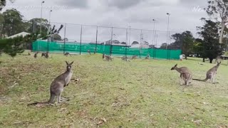 Dozens of Kangaroos Invade Golf Course in New South Wales [upl. by Nodab]