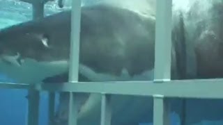 Grande Squalo Bianco contro la gabbia requin blanc sur cage Full HD [upl. by Atirec610]