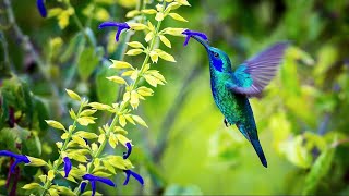 Sons de la Nature pour Dormir Relaxation Travailler se Concentrer  Bruits Nature Forêt Oiseaux [upl. by Enelak30]