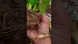 Snake plant shifting snake plant care snakeplant bestoutofwaste easyhomegardening [upl. by Ahsyia]