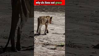 Lion eat grass  🤔 lion eating grass animals lions trending [upl. by Enutrof]