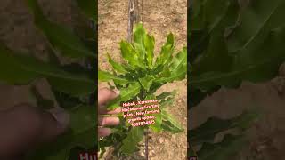 Hubali Karnataka macadamia Grafting plant  New farming growth update 9637804575 freefire agri [upl. by Upton325]