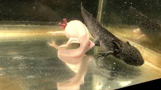 Axolotls breeding [upl. by Otecina563]