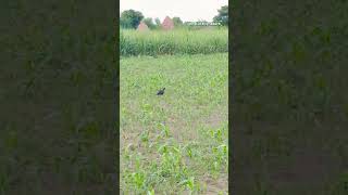 limpkin bird naturallynature [upl. by Aicinet]