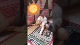 Nemo Kocheng Oyen kucinglucu kucingimut happycats catshorts catlover kucingoren fypシ゚viral [upl. by Leeth494]