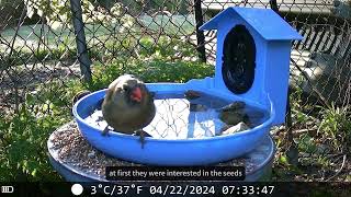 TTNature Smart Bird Bath for Birdwatching Watching Birds Frolic in Your Summer Garden [upl. by Silletram]