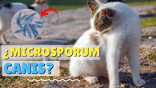 MICROSPORUM CANIS EN GATOS Y SUS SÍNTOMAS  BASMER VETERINARIA [upl. by Andris49]