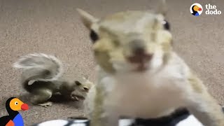 Rescue Squirrels Have THE Most Patient Mom  The Dodo [upl. by Jeffy827]