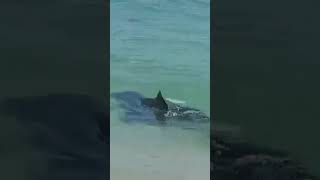 TUBARÃOTIGRE A BEIRA MAR EM RECIFE TUBARÃO É VISTO E FILMADO ENCANTA E ASSUSTA BANHISTAS shorts [upl. by Jobie]