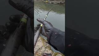 Klickitat River Fall Salmon subscribe river trending [upl. by Tingley]