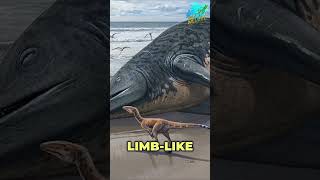 Ichthyosaur The Largest Marine Reptile We Know Of shorts ichthyosaurus facts ytshorts [upl. by Inwat]