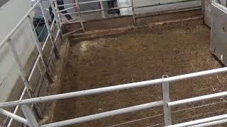 Gladstone Auction Mart Live Stream [upl. by Nakhsa]