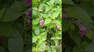 Barleria cristata shortsvideo philippineviolet plantsandflowers [upl. by Fugere]