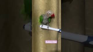 Lotino 🦜😍 shorts trending viralvideo [upl. by Rebe]