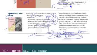 10 Glomerular Filtration Barrier  USMLE STEP 1 [upl. by Ahsetal]