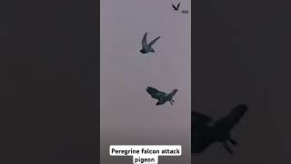 Peregrine falcon attack pigeon 🐦 Short video Falconlover5 [upl. by Anyrak]