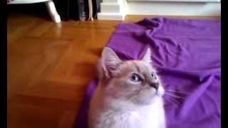 Siberian Cat  Cute Neva Masquerade Kittens Von Kopp Aristocats [upl. by Madda]