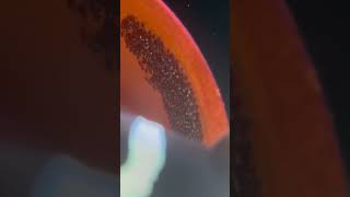 Clownfish eggs up close [upl. by Tletski]