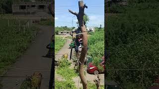 Neen tree cutting in sabarinathan pattukkottai tree cutter [upl. by Tiebout]