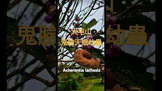 鬼臉天蛾 Acherontia lachesis buffalobills 大屯山 [upl. by Giffy661]