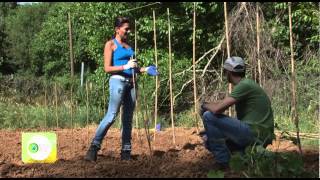 ECO LIFE ΦΥΤΕΥΟΥΜΕ ΕΛΛΗΝΙΚΕΣ ΠΑΡΑΔΟΣΙΑΚΕΣ ΠΟΙΚΙΛΙΕΣ ΛΑΧΑΝΙΚΩΝ [upl. by Schaefer375]