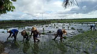 RICE PLANTING farming viralvideo video youtube trending [upl. by Dihaz120]