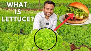 Lettuce  How Does it Grow  Exotic Farming  Iske bina Burger hai bekaar  farmingengineer [upl. by Naahsar576]