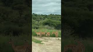 Impalas are mediumsized antelopes that roam the savanna and light woodlands [upl. by Dowling]