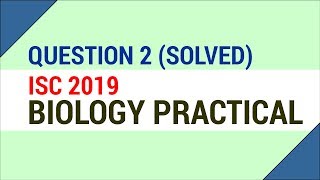 Question 2 Solved  DNA Isolation Extraction of Banana ISC 2019 Biology Practical [upl. by Nibot438]