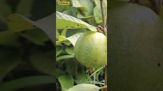 😱🌱12 அடியில் காய்க்கும் தைவான் பிங்க்🍈Taiwan Pinkguavataiwanpinkplantinggardeningorganic [upl. by Felicdad]