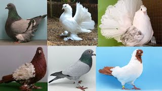 Fancy Pigeon Masood Bhai ke  Many Imported Fancy Pigeon Breed [upl. by Luz]