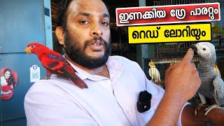 ഇണക്കിയ ആഫ്രിക്കൻ ഗ്രേ പാരറ്റും റെഡ് ലോറിയും അടക്കമുള്ള അലങ്കാര പക്ഷികൾ  Tamed Grey Parrot  Pets [upl. by Adekram]