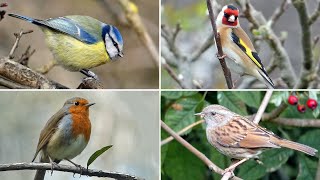 UK Garden Bird Identification Guide  Bird Names and Songs [upl. by Aissilem]