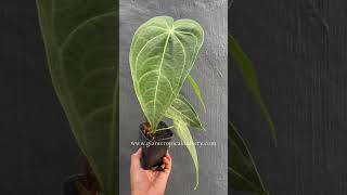 🪴 Anthurium Magnificum Verde wwwgianttropicalnurserycom  plantsale  liveplants plants flower [upl. by Ketchum]