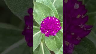 Gomphrena Flower💜 naturephotography beautifulnature blooming [upl. by Matthieu]