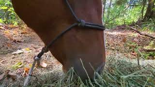 Five Minutes Of A Horse Eating Hay ASMR [upl. by Waldos]