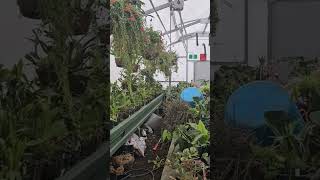 Redpath Lifestyler Greenhouse at Palmerston North Esplanade [upl. by Boyd]