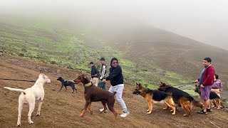 Dóberman Dogo Argentino Pastor alemán Bóxer y Rottweiler en una caminata por las montañas 🐶🐕🦮 [upl. by Latihs966]