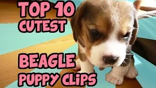 TOP 10 CUTEST BEAGLE PUPPY VIDEOS OF ALL TIME [upl. by Dallon392]