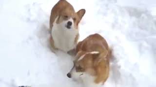 Corgis Have Fun In Snow [upl. by Nosiram]