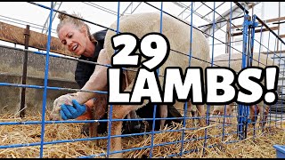 TWENTY NINE LAMBS ON THE FIRST DAY 😱  and a FEW more OOPSIES 🥴  Vlog 587 [upl. by Ellenaj897]