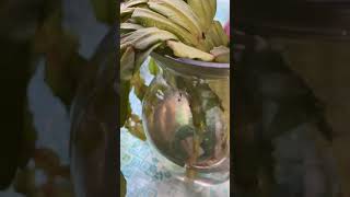 Christmas Cactus Cuttings Water Propagation containergardening cactus [upl. by Durand]