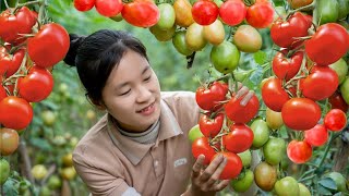 Harvesting TOMATO and ORANGE goes to the market sell  Cooking  Gardening  Lý Thị Ngọc [upl. by Kurth]